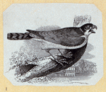 Various birds.