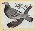 Various birds.