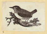 Various birds.