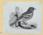 Various birds.