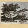 Various birds.