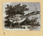 Various birds.