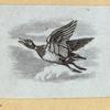 Various birds.