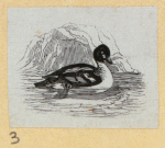 Various birds.