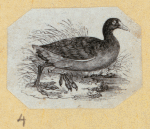 Various birds.