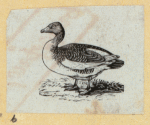 Various birds.