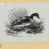 Various birds.