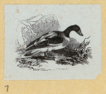 Various birds.