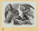 Various birds.