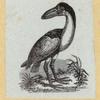 Various birds.
