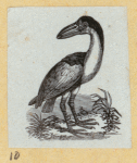 Various birds.