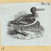 Various birds.