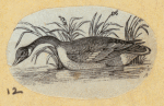 Various birds.