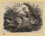 Various birds.