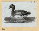 Various birds.