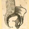 Illustrations of women's anatomy; conjoined twins, and a church.