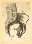Illustrations of women's anatomy; conjoined twins, and a church.
