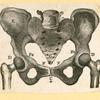 Illustrations of human anatomy.