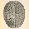 Illustrations of human anatomy.