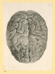 Illustrations of human anatomy.