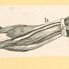 Illustrations of human anatomy.