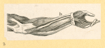 Illustrations of human anatomy.
