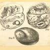 Illustrations of human anatomy.