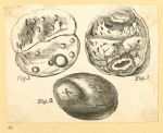 Illustrations of human anatomy.