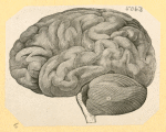 Illustrations of human anatomy.