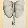 Illustrations of human anatomy.
