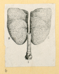 Illustrations of human anatomy.
