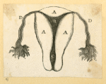 Illustrations of human anatomy.