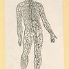 Illustrations of human anatomy.