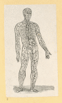 Illustrations of human anatomy.