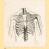Illustrations of human anatomy.