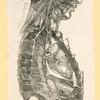 Illustrations of human anatomy.
