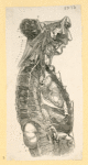 Illustrations of human anatomy.