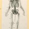 Illustrations of human anatomy.