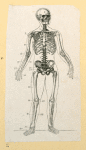 Illustrations of human anatomy.