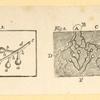 Illustrations of human anatomy.