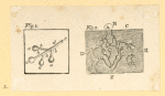 Illustrations of human anatomy.