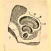 Illustrations of human anatomy.