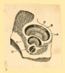 Illustrations of human anatomy.