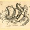 Illustrations of human anatomy.