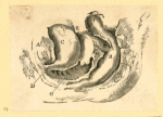 Illustrations of human anatomy.