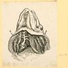 Illustrations of human anatomy.