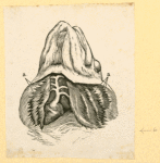 Illustrations of human anatomy.
