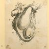 Illustrations of human anatomy.