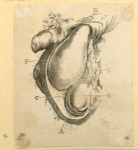 Illustrations of human anatomy.
