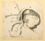 Illustrations of human anatomy.
